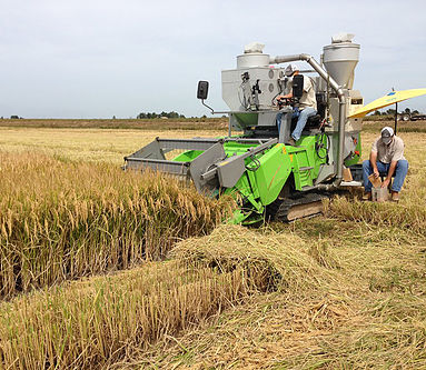 green rice harvesting equipment with two farmers in a field of rice