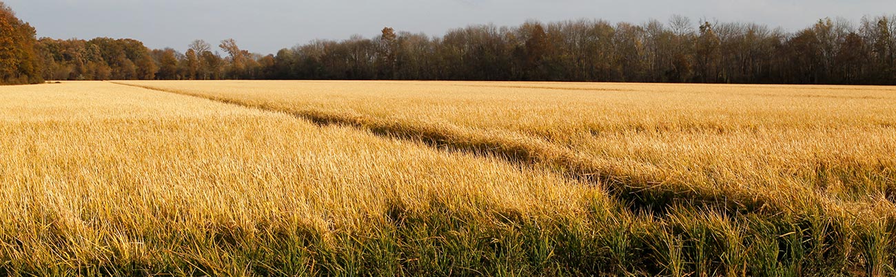 a golden field of rice